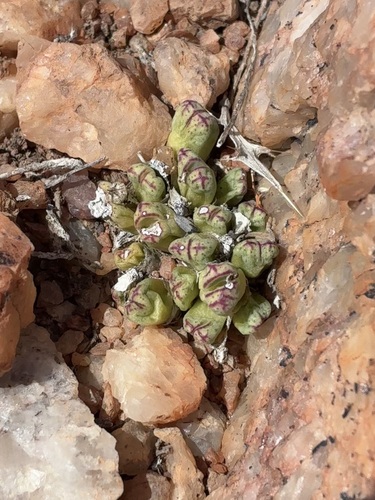 Conophytum marginatum (Conophytum marginatum)