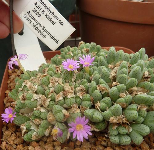 Conophytum marginatum (Conophytum marginatum)