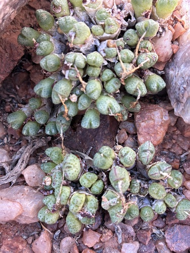 Conophytum marginatum (Conophytum marginatum)