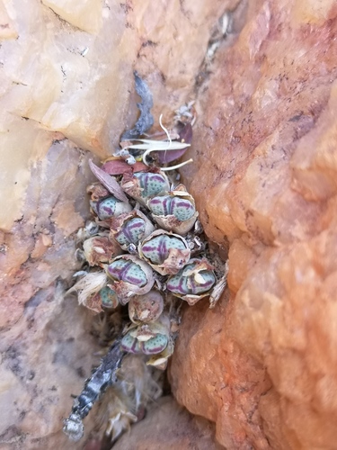 Conophytum marginatum (Conophytum marginatum)