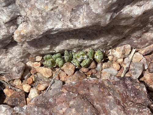 Conophytum marginatum (Conophytum marginatum)