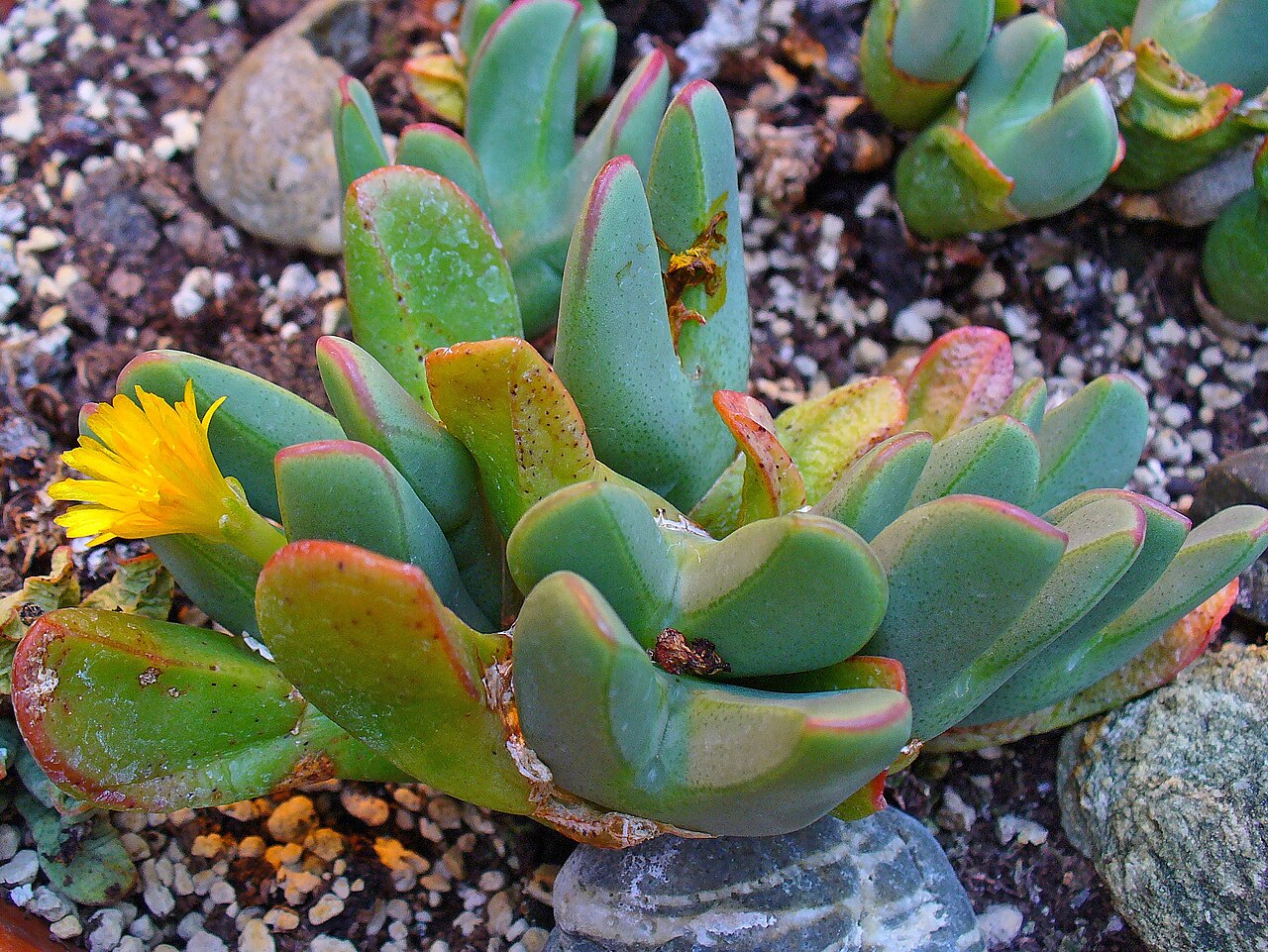 Conophytum meyeri: Conophytum meyeri , Aizoaceae, habitus; Botanical Garden KIT, Karlsruhe, Germany.