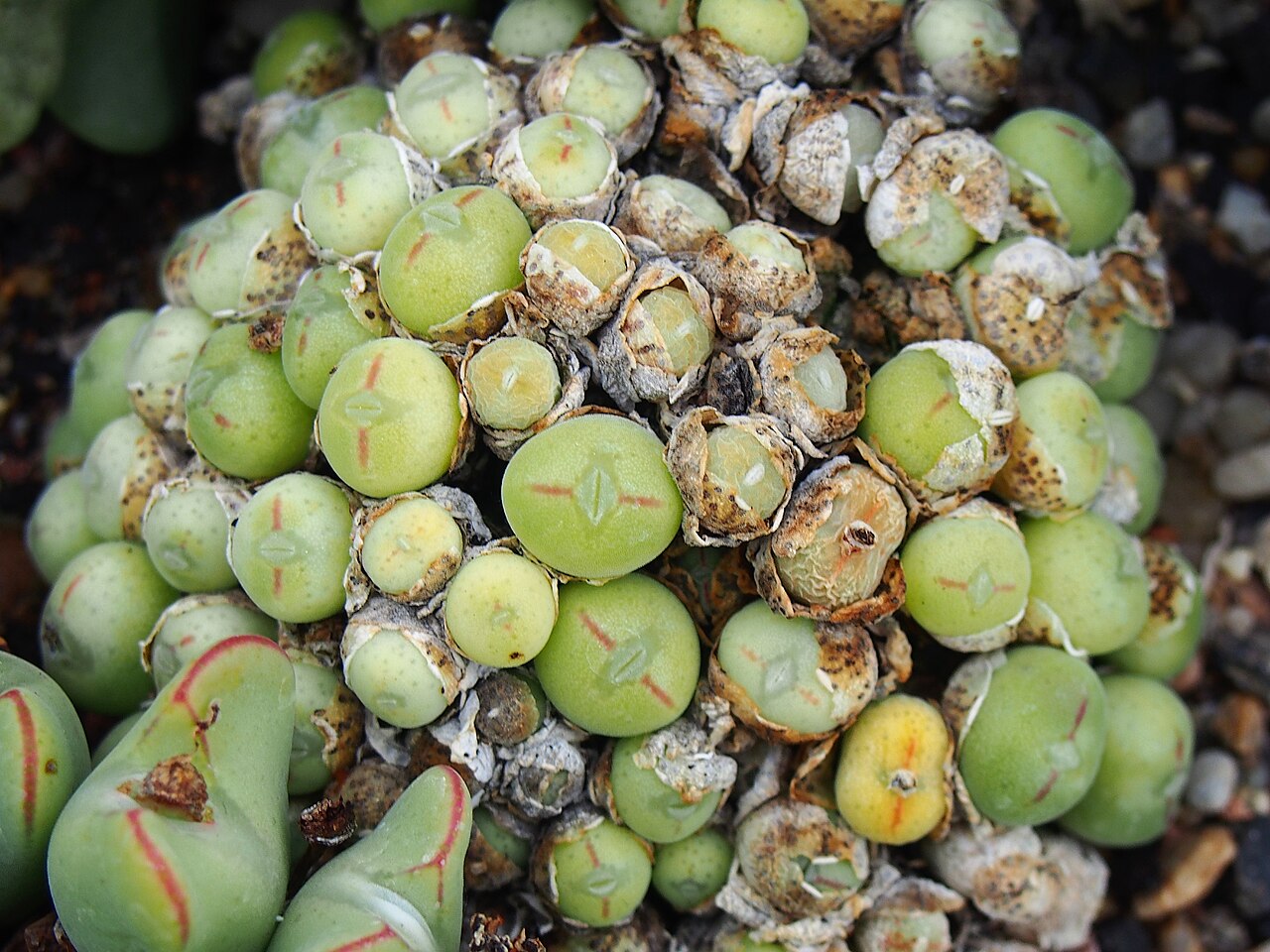 Conophytum meyeri: Conophytum meyeri cultivated in Wrocław University Botanical Garden, Wrocław, Poland.