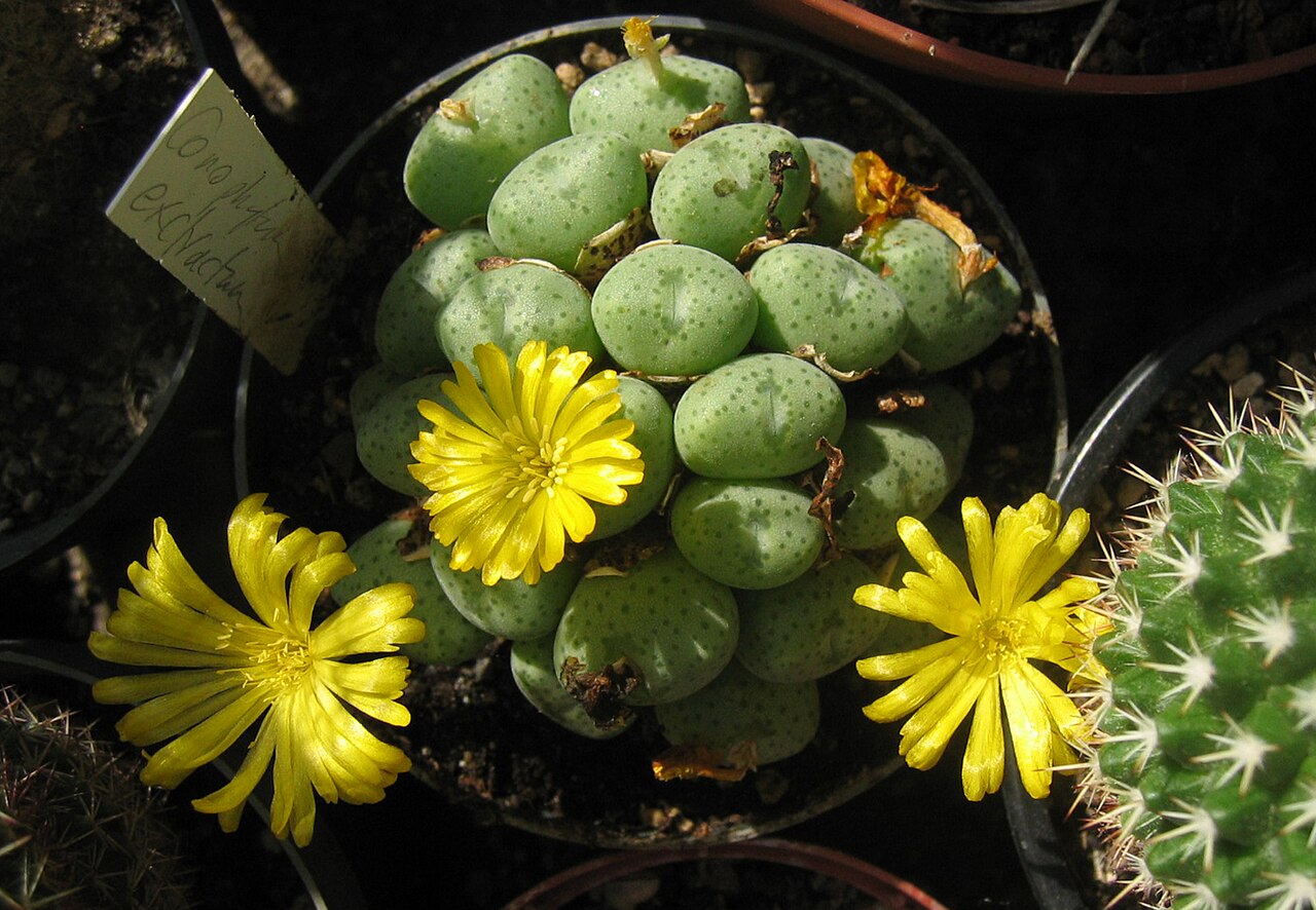 Conophytum meyeri: Conophytum extraktum Own foto, taken in september 2006; collection of plants at Hockenheim, Germany