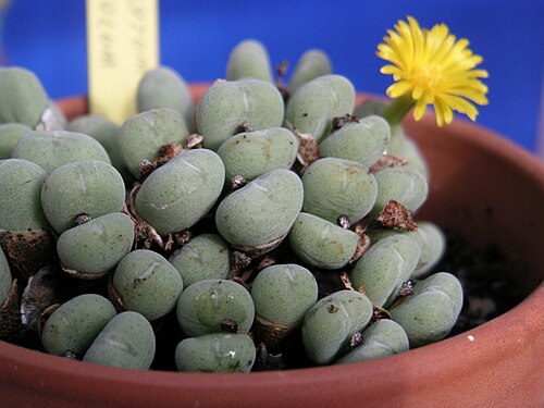 Conophytum meyeri: Personnal collection