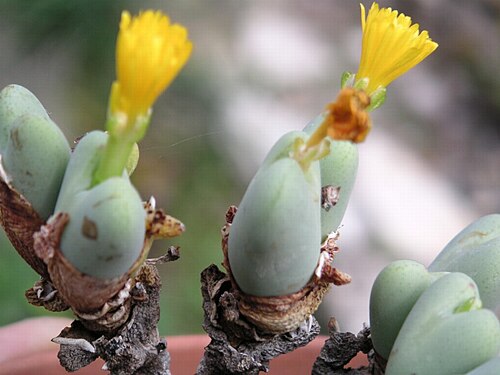 Conophytum meyeri: Personnal collection