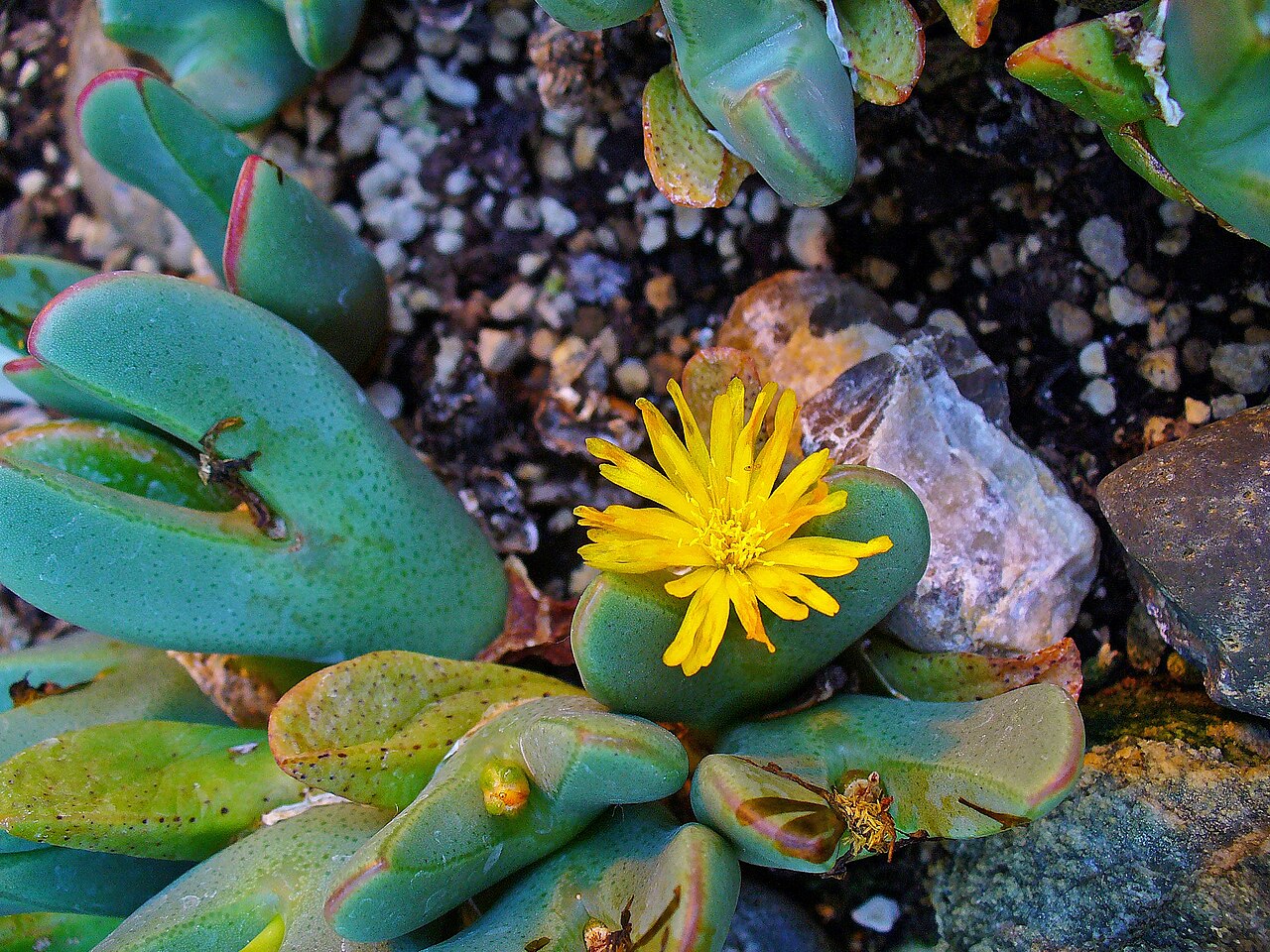 Conophytum meyeri: Conophytum meyeri , Aizoaceae, flower; Botanical Garden KIT, Karlsruhe, Germany.