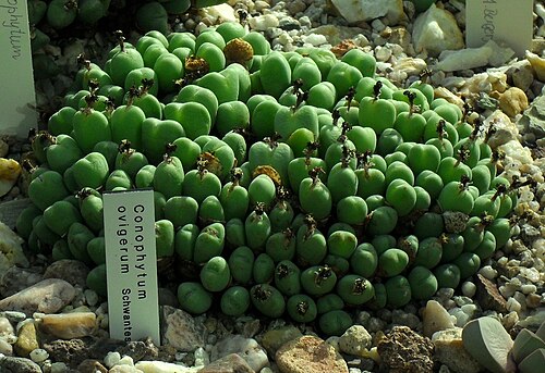 Conophytum meyeri: Conophytum ovigerum - Botanischer Garten Leipzig