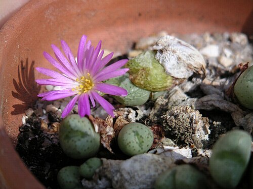 Conophytum meyeri: Personnal collection