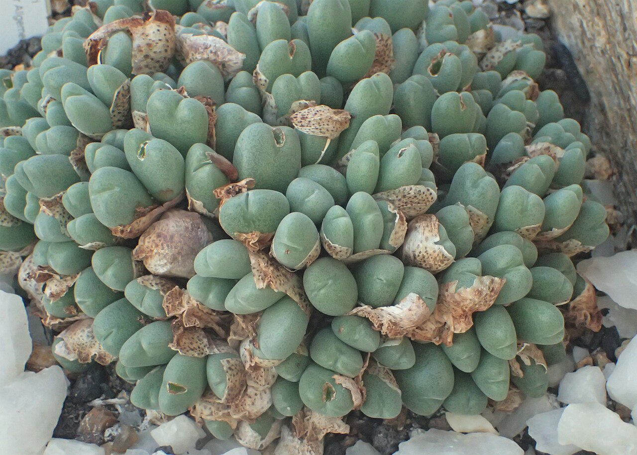 Conophytum meyeri: Conophytum meyeri in the Botanischer Garten, Berlin-Dahlem