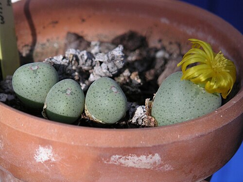 Conophytum meyeri: Personnal collection
