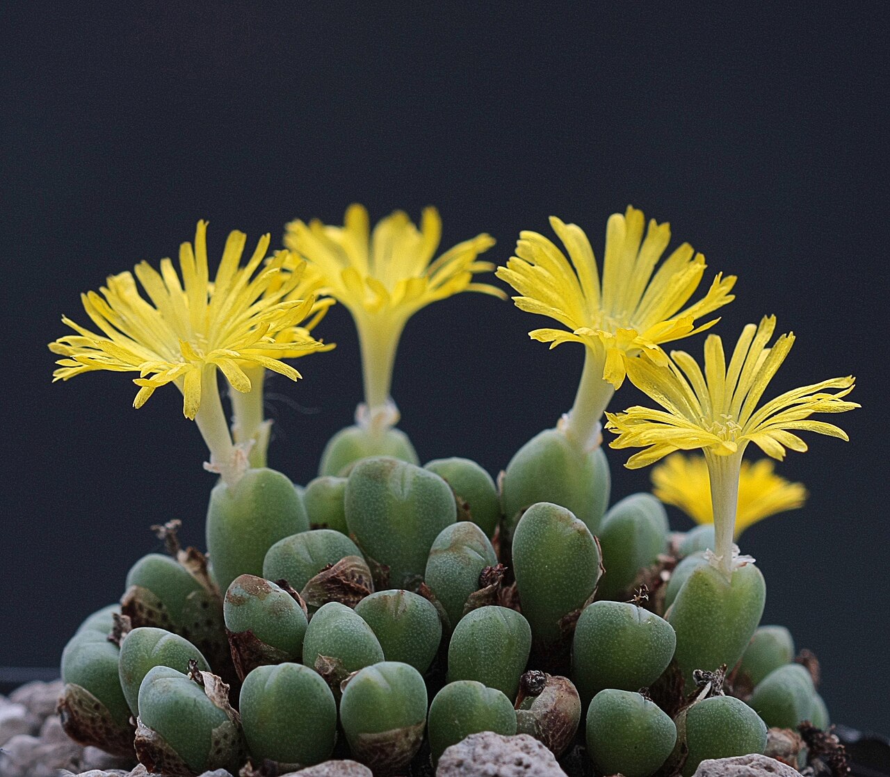 Conophytum meyeri: Conophytum meyeri