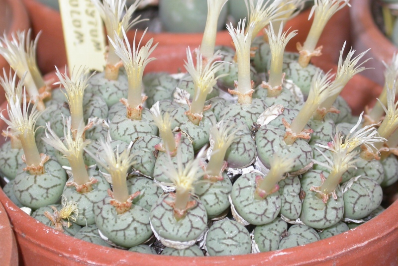 Conophytum minimum: Personnal collection