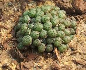 Conophytum minimum: Conophytum minimum - witteberge