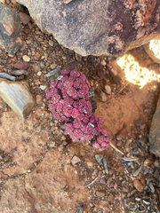 Conophytum minimum (Conophytum minimum)