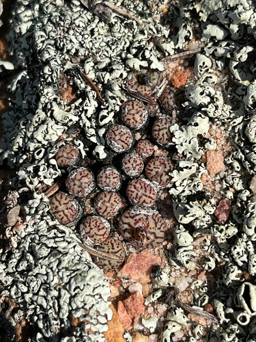 Conophytum minimum (Conophytum minimum)