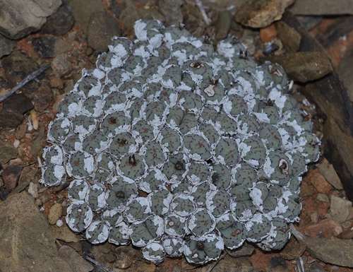 Conophytum minimum (Conophytum minimum)