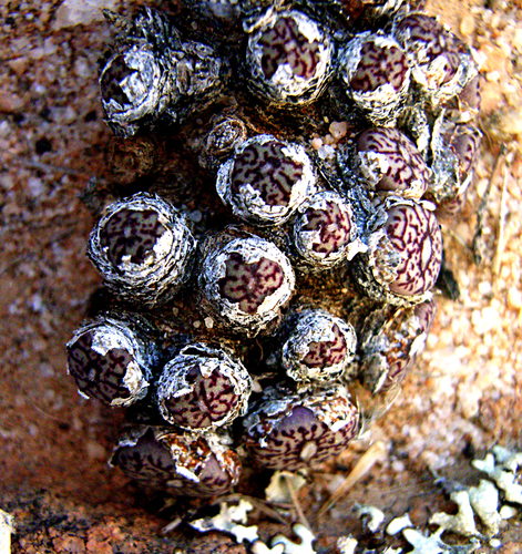 Conophytum minimum (Conophytum minimum)