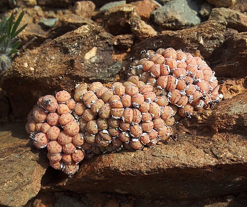 Conophytum minimum: Conophytum minimum - rooinek laingsburg