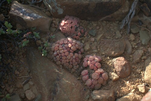 Conophytum minimum (Conophytum minimum)