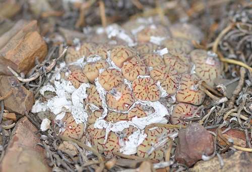 Conophytum minimum (Conophytum minimum)