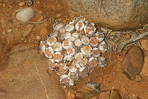 Conophytum minimum: Conophytum minimum , plant; karroid vegetation, Viskuil, Laingsburg, Western Cape, South Africa