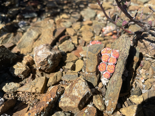 Conophytum minimum (Conophytum minimum)