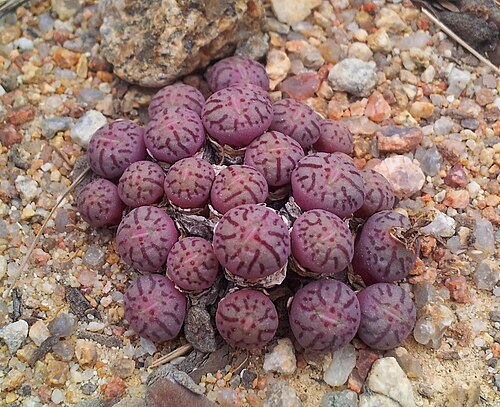 Conophytum minimum: Purple variety of Conophytum minimum - sourced from Laingsburg RSA