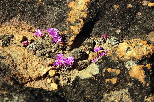 Conophytum minusculum (Conophytum minusculum)