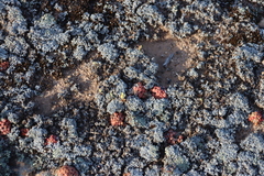 Conophytum minusculum (Conophytum minusculum)