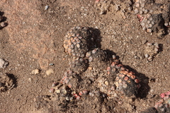 Conophytum minusculum (Conophytum minusculum)