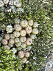 Conophytum minusculum (Conophytum minusculum)