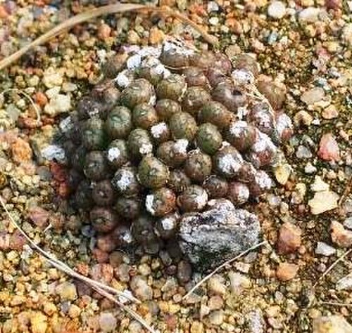 Conophytum minusculum: Conophytum minusculum ssp minusculum - from matsikama