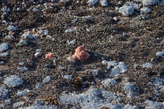 Conophytum minusculum (Conophytum minusculum)