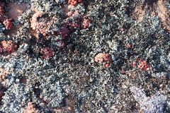 Conophytum minusculum (Conophytum minusculum)
