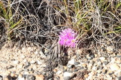 Conophytum minusculum (Conophytum minusculum)