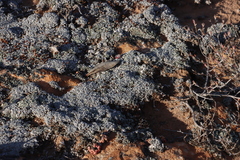 Conophytum minusculum (Conophytum minusculum)