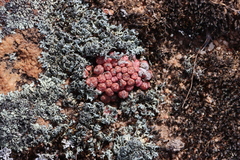 Conophytum minusculum (Conophytum minusculum)