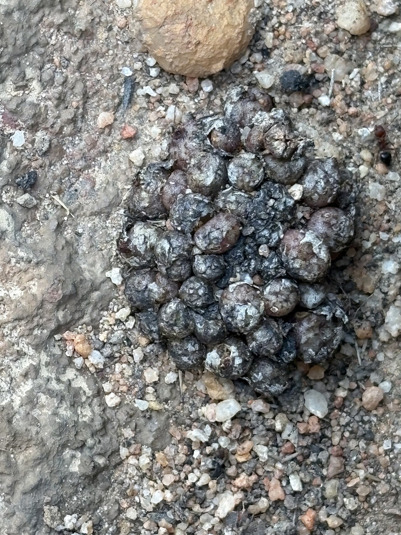 Conophytum minusculum: Stone Buttons ( Conophytum minusculum ) in South Africa