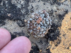 Conophytum minusculum (Conophytum minusculum)