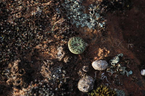 Conophytum obcordellum (Conophytum obcordellum)