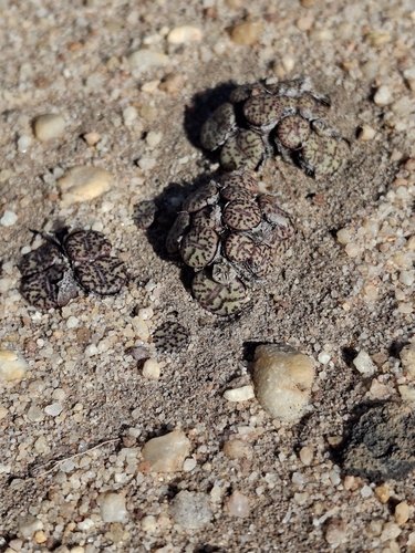 Conophytum obcordellum (Conophytum obcordellum)