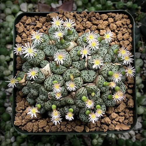 Conophytum obcordellum: Conophytum obcordellum