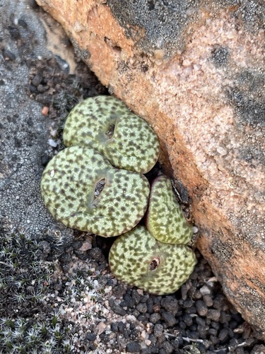 Conophytum obcordellum (Conophytum obcordellum)