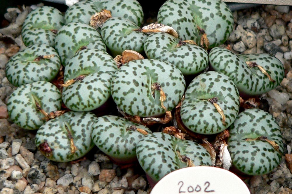 Conophytum obcordellum: Photo of Conophytum obcordellum at the University of California Botanical Garden
