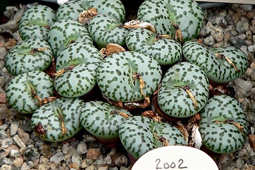Conophytum obcordellum: Photo of Conophytum obcordellum at the University of California Botanical Garden