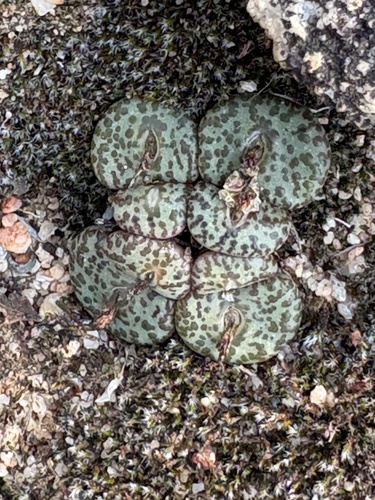 Conophytum obcordellum (Conophytum obcordellum)