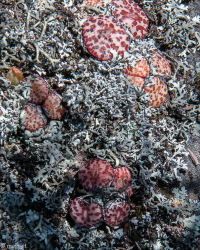 Conophytum obcordellum (Conophytum obcordellum)