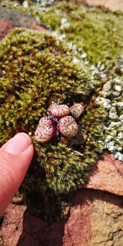 Conophytum obcordellum (Conophytum obcordellum)