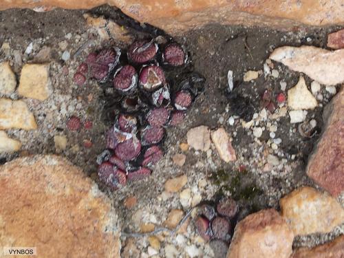 Conophytum obcordellum (Conophytum obcordellum)